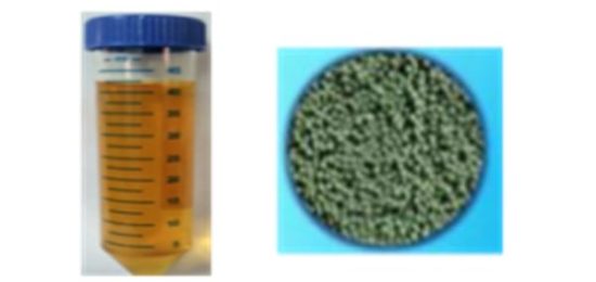 Microalgae to value added products (Biodiesel, LMBR as aquafeed)